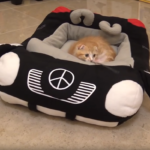 ヒカキンのネコ用ベンツ型ベッド動画